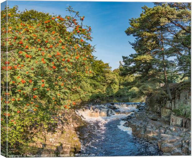 Rowan Tree at Low Force Waterfall, Teesdale Canvas Print by Richard Laidler
