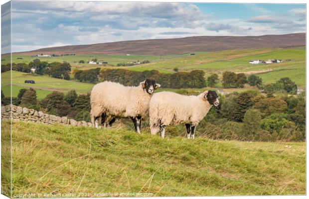 Swaledales at Hield House, Teesdale Canvas Print by Richard Laidler