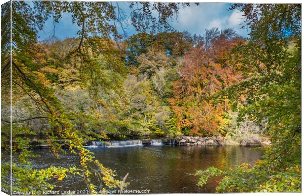 Autumn Beeches at Whorlton, Teesdale Canvas Print by Richard Laidler