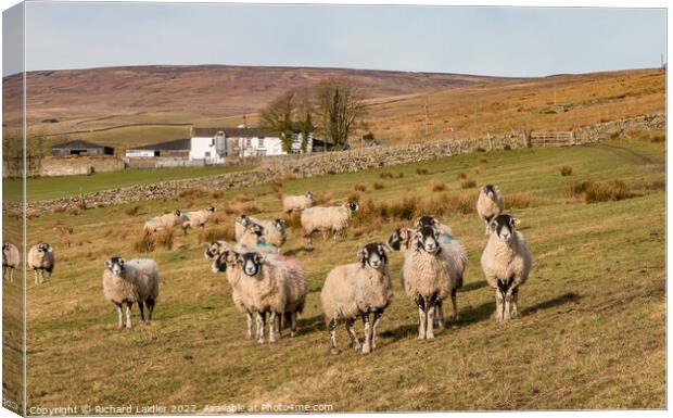 Inquisitive Sheep  Canvas Print by Richard Laidler