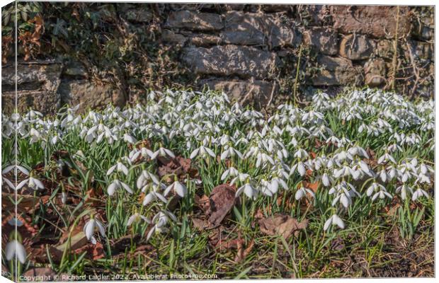 Roadside Snowdrops Canvas Print by Richard Laidler