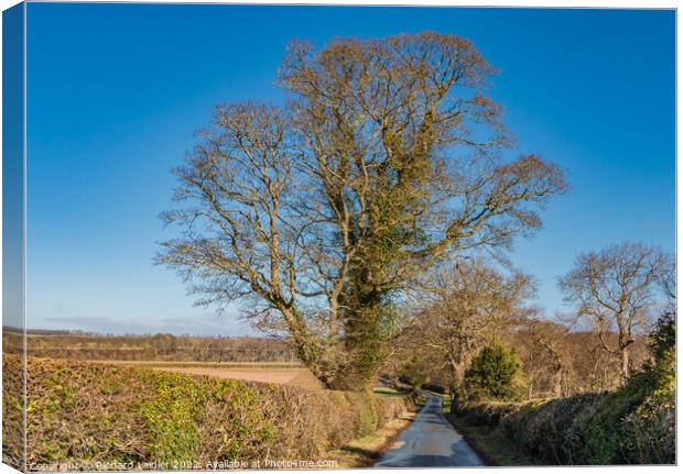 That Sycamore Again! Canvas Print by Richard Laidler