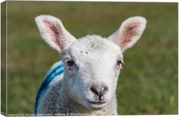 Inquisitive Youngster Portrait Canvas Print by Richard Laidler