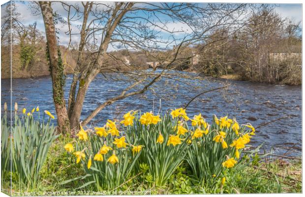 Daffodils on the Riverbank at Barnard Castle, Teesdale Canvas Print by Richard Laidler