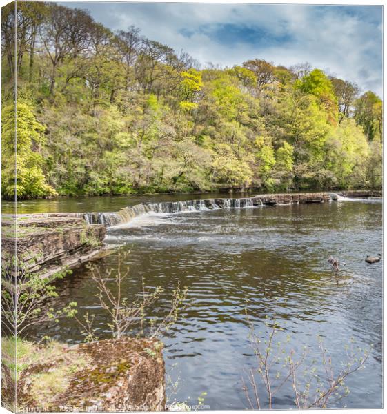 Spring Greens at Whorlton, Teesdale Canvas Print by Richard Laidler