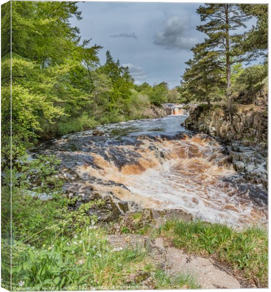 Spring at Low Force Waterfall, Teesdale Canvas Print by Richard Laidler