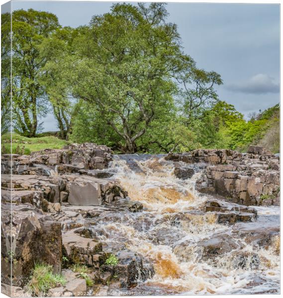 Spring Cascade at Low Force Waterfall, Teesdale Canvas Print by Richard Laidler