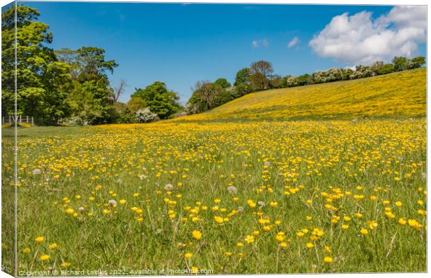 Buttercup Meadow Canvas Print by Richard Laidler