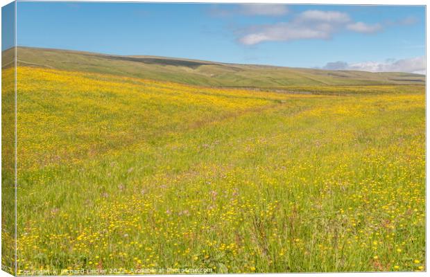 Harwood Hay Meadow, Teesdale (1) Canvas Print by Richard Laidler