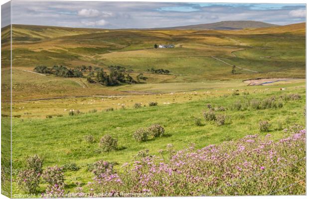 Sunshine and Shadows on Peghorn Lodge, Teesdale Canvas Print by Richard Laidler