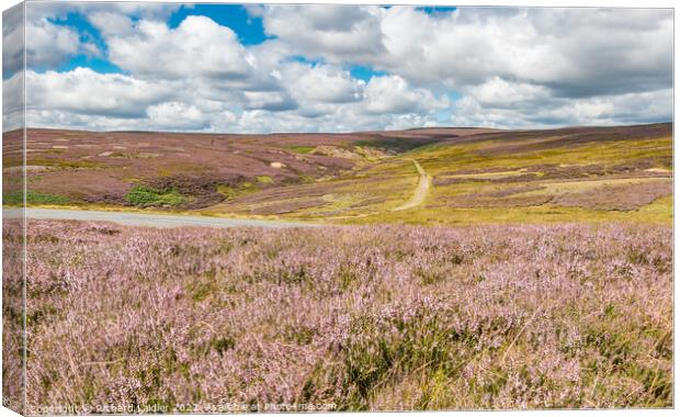 Flowering Heather at Little Eggleshope, Teesdale Canvas Print by Richard Laidler
