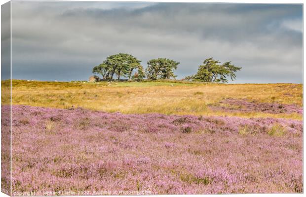 Scarney Hill, Romaldkirk Moor, Teesdale Canvas Print by Richard Laidler