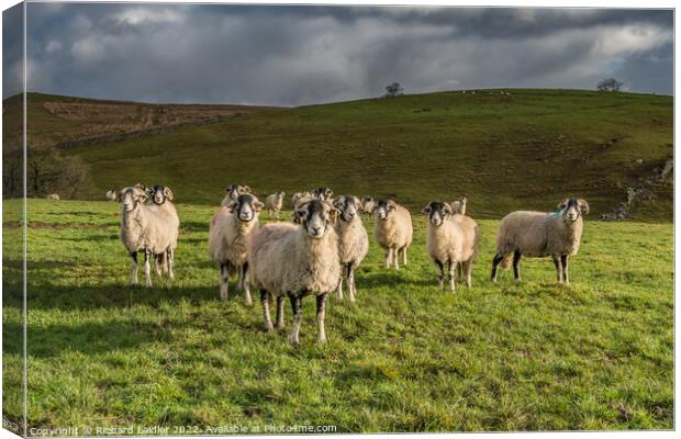 Inquisitive Swaledales in Ettersgill Canvas Print by Richard Laidler
