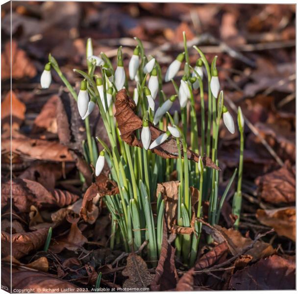 January Snowdrops Canvas Print by Richard Laidler