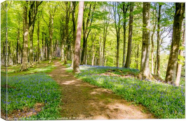 English Bluebells in Woodland Canvas Print by Richard Laidler