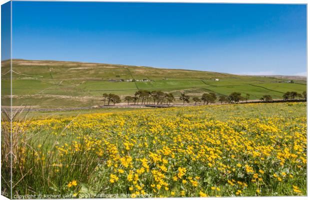 Spring Morning in Harwood Teesdale (5) Canvas Print by Richard Laidler