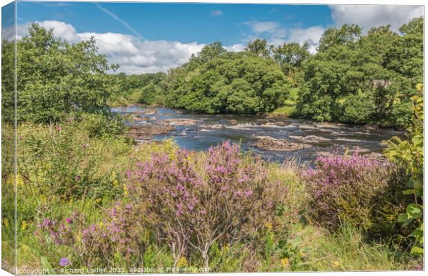 Flowering Heather on the Tees Riverbank Canvas Print by Richard Laidler