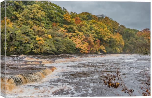 River Tees in Flood at Whorlton, Teesdale Canvas Print by Richard Laidler