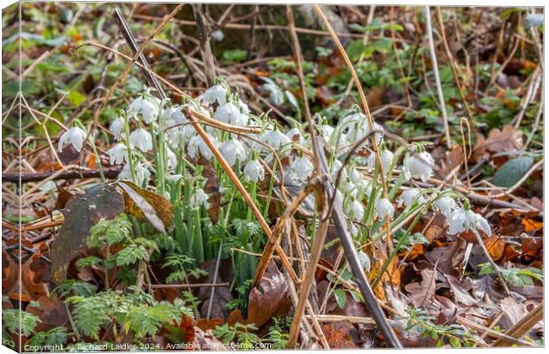 Raindrops and Snowdrops Canvas Print by Richard Laidler
