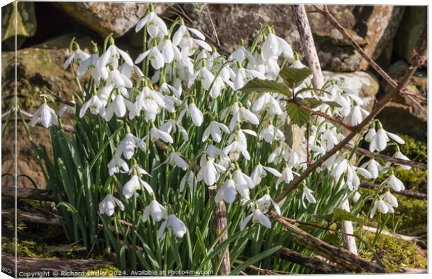 Flowering Snowdrops Canvas Print by Richard Laidler