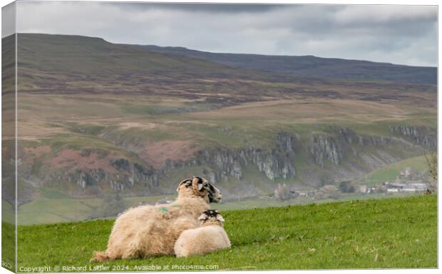 Gazin' on Holwick Canvas Print by Richard Laidler