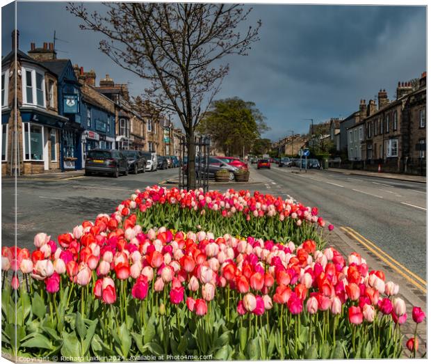 Galgate Tulips, Barnard Castle, Teesdale Canvas Print by Richard Laidler