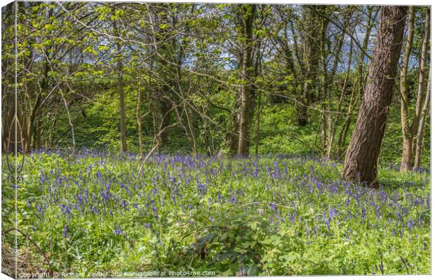 English Bluebell Woodland in Spring Sunshine Canvas Print by Richard Laidler