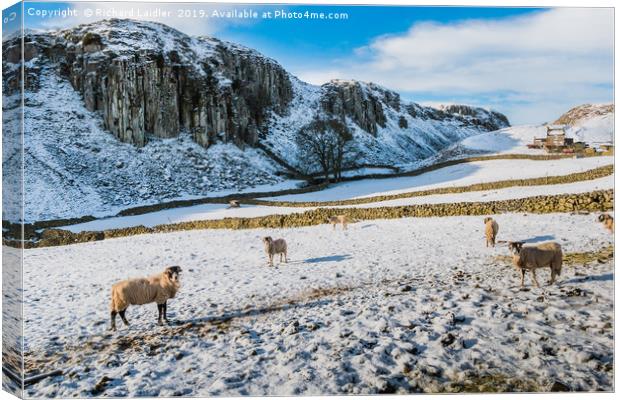 Winter at Holwick Scar, Upper Teesdale Canvas Print by Richard Laidler