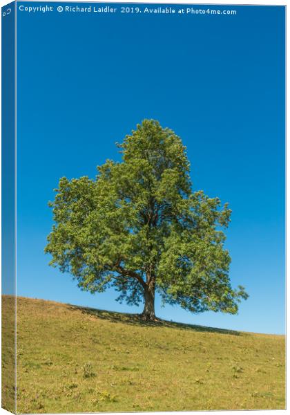 A solitary Ash tree on a sloping meadow in summer Canvas Print by Richard Laidler