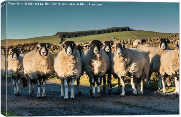 A Curiousness of Swaledales Canvas Print by Richard Laidler