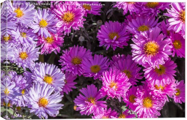 Pink and Blue Asters in Full Flower Canvas Print by Richard Laidler