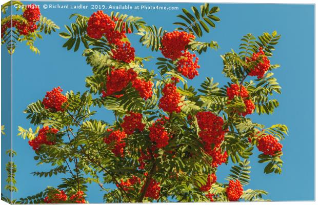 Rowan Berry Clusters Canvas Print by Richard Laidler