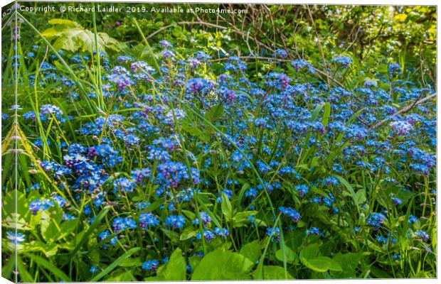 Wild Forget Me Not Flowers Canvas Print by Richard Laidler
