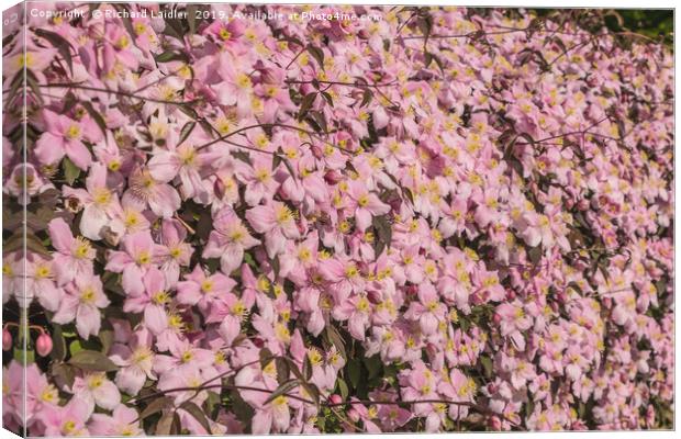 Pink Cascade Canvas Print by Richard Laidler