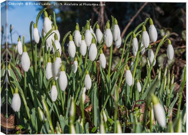 Snowdrops and Raindrops Canvas Print by Richard Laidler