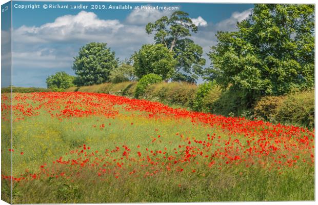 Field Poppies and Oilseed Rape Canvas Print by Richard Laidler