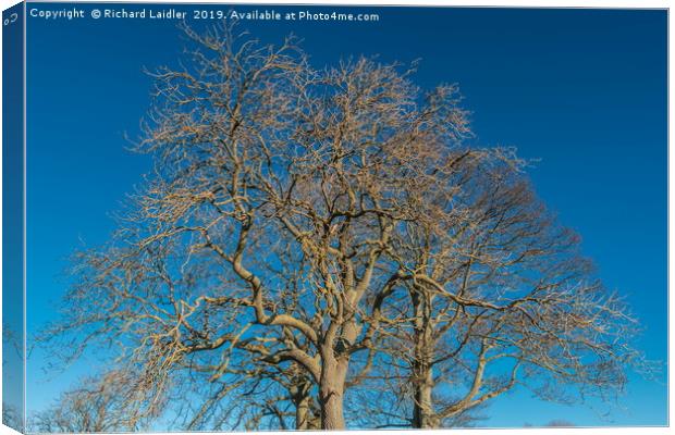 Bare Tree Silhouettes Canvas Print by Richard Laidler