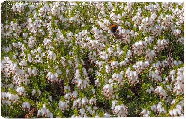 White Winter Fowering Heather Canvas Print by Richard Laidler