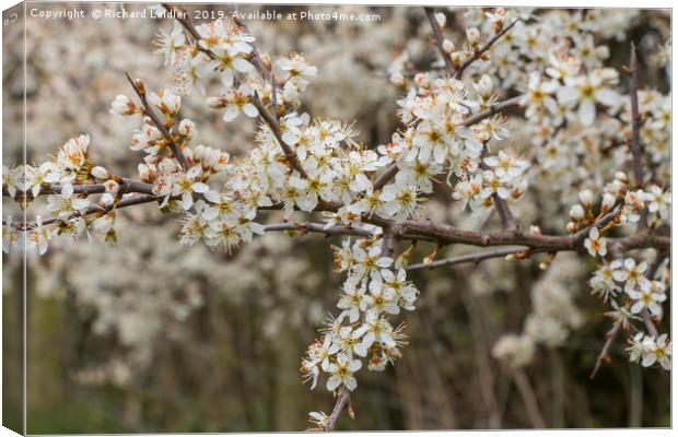 Blackthorn Blossom Canvas Print by Richard Laidler