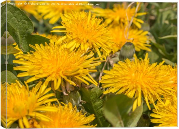 Flowering Dandelions Closeup Canvas Print by Richard Laidler