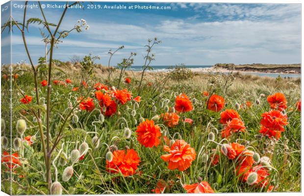 Seaside Poppies Canvas Print by Richard Laidler