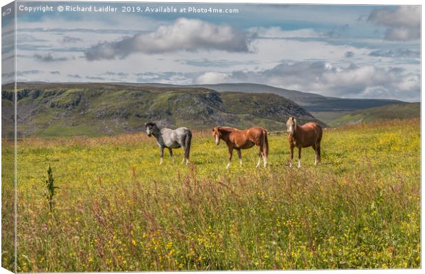 The Three Equine Amigos Canvas Print by Richard Laidler