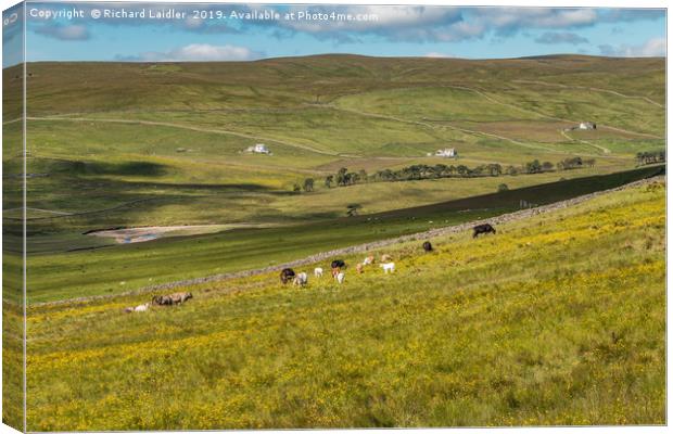 Cattle Grazing in Harwood, Upper Teesdale Canvas Print by Richard Laidler