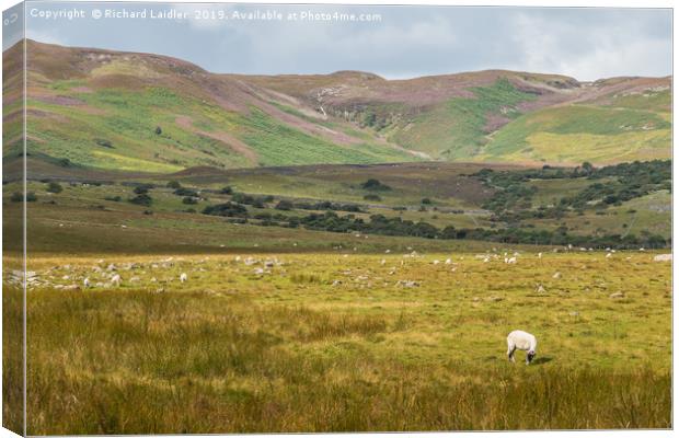 Towards Noon Hill & Cronkley Fell, Teesdale Canvas Print by Richard Laidler
