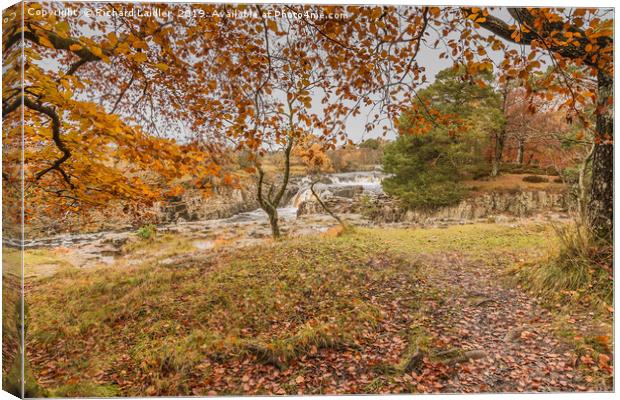 Autumn Leaves at Low Force Waterfall, Teesdale Canvas Print by Richard Laidler