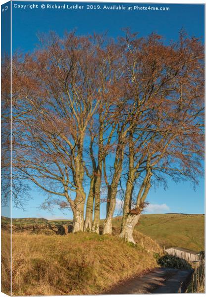 Bare Beech Trees at Ettersgill, Teesdale Canvas Print by Richard Laidler