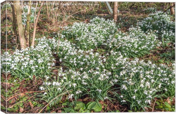 Woodland Snowdrops Canvas Print by Richard Laidler