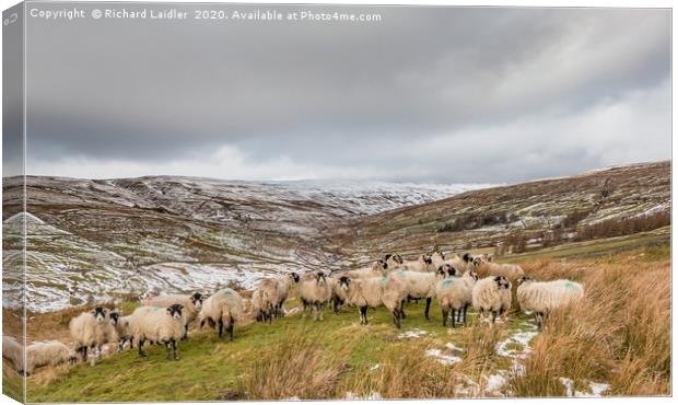 Swaledales in a wintry Hudes Hope valley Canvas Print by Richard Laidler