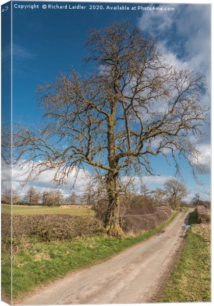 Lone Ash Silhouette in Early Spring Canvas Print by Richard Laidler