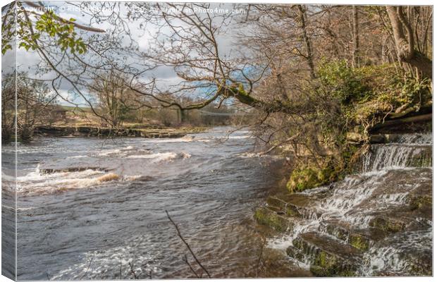 Wholton Beck meets the River Tees Canvas Print by Richard Laidler